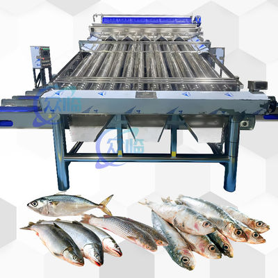 İyi bir fiyat. Plastik Konveyör Saury Sort Makinesi Sarı Croaker Sort Makinesi çevrimiçi