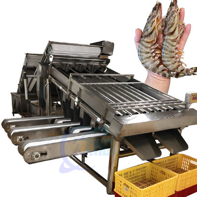Karides sınıflandırma makinesi donanımı Çok aşamalı sardalya balam balık sınıflandırma makinesi