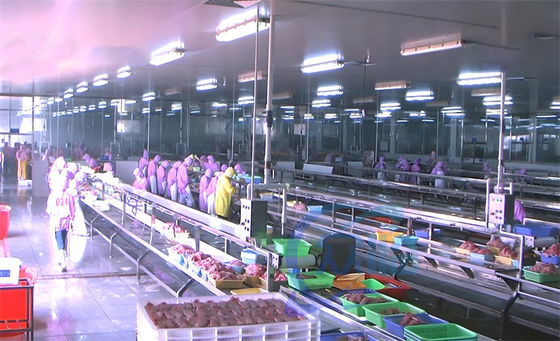 İyi bir fiyat. 3.03KW Balık İşleme Üretim hattı Montaj Platformu Balık başını kesme Üretim hattı Tablosu çevrimiçi