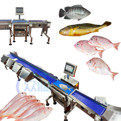 Bilgisayar Kontrolü Balık Sınıflandırma Makinesi Tilapia Basa Kedisi Sınıflandırma için Balık Boyutlandırma Makinesi