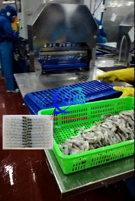 100 Adet Tepsi Otomatik NOBASHI Makinası ve Tempura Karides Esnetme Makinası