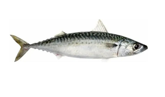Dört Stil Otomatik Pelajik Balık Sınıflandırma Lini ve Küçük Balık Sınıflandırma Ekipmanı