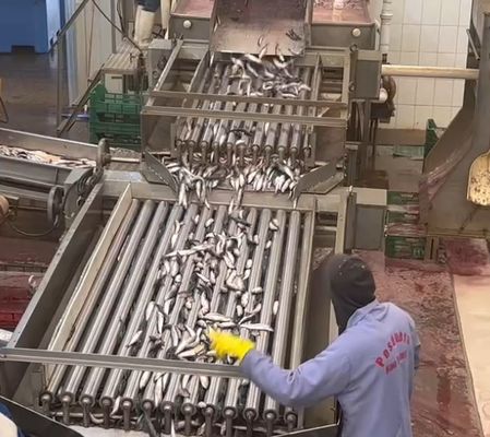 4 Model Otomatik Balık Sınıflandırıcı Ve 5-10T / H ile Küçük Balık Sınıflandırma Lini