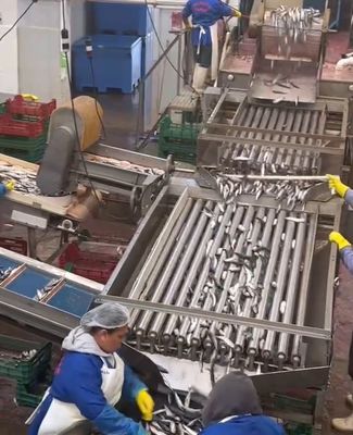 4 Stil Otomatik Balık Sınıflandırma Makinesi Ve 5-10T / H ile Küçük Balık Sınıflandırma Lini