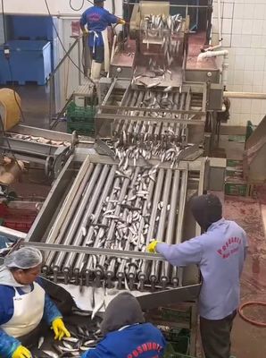 Dört model otomatik balık işleme hattı ve 5-10 ton/saat ile küçük balık sıralama hattı