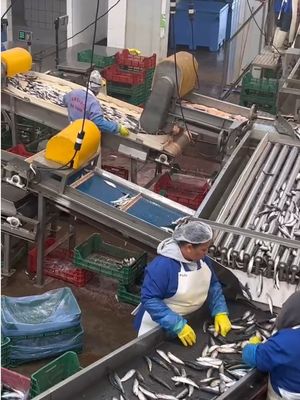 Dört Tarzı Otomatik Sardalya Sıralama Makinesi Ve Küçük Balık Sıralama Lini