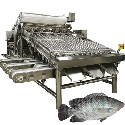 İyi bir fiyat. Yüksek Verimli Tilapia Greyder 4.9kw Balık Rulo Sıralayıcısı Uskumru Ayırma Makinesi Deniz Ürünleri için Uskumru Rulo Boyutlandırma Ekipmanı çevrimiçi