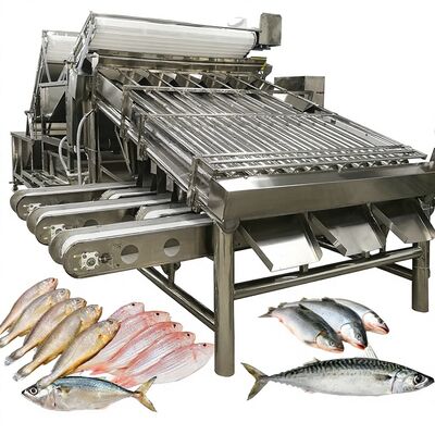 İyi bir fiyat. Yüksek Hızlı Zolim Otomatik Saury Sıralama Makinesi Rol Sıralayıcı 1 Kişi Operatör Küçük Balık Deniz Yağları Boyutlandırma Ekipmanı çevrimiçi