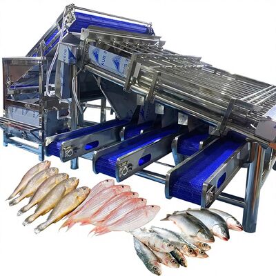 İyi bir fiyat. Verimli Küçük Sarı Croaker Sıralama Makinesi Balık Bitkisi Balık Sıralayıcı Balık Sıralayıcı 4.9KW çevrimiçi