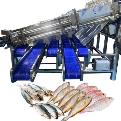 İyi bir fiyat. Balık bitkileri için 4-5 boyut için 12 Roller Otomatik Balık Sınıflandırıcı Balık Bitkileri için Roller Sınıflandırıcı Otomatik Balık Sınıflandırma Makinesi Balık Sıralayıcı çevrimiçi