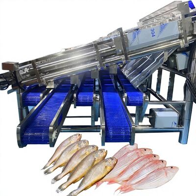 İyi bir fiyat. Büyük Üretimli Sardalya Boyutlandırma Makinesi 12 Rolli Otomatik Sardalya Sınıflandırma Lini Balık Rollu Sıralama Makinesi Balık Sıralayıcı çevrimiçi