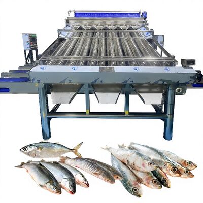 İyi bir fiyat. 18pcs Roller SS304 Küçük Balık Sıralama Makinesi Küçük Balık Sıralama Liniesi Balık Boyutlandırma Makinesi Balık Roller Sıralayıcı çevrimiçi