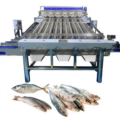 İyi bir fiyat. Plastik Konveyör Saury Sort Makinesi Sarı Croaker Sort Makinesi Zolim Balık Sınıflandırma Makinesi Balık Fabrikası Balık Sınıflandırıcı çevrimiçi