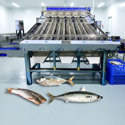 İyi bir fiyat. Paslanmaz Çelik 304 Rol Balık Sorter Croaker Grader Zolim Sardine Sorting Machine Makrel Grader Küçük Balık Boyutlandırma Makinesi çevrimiçi