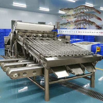İyi bir fiyat. Korozyon Önleyici Karides Sınıflandırma Makinesi Zolim Karides Boyutlandırma Makinesi Karides Ayırma Ekipmanları 4.9KW Karides İşleme Makinesi çevrimiçi