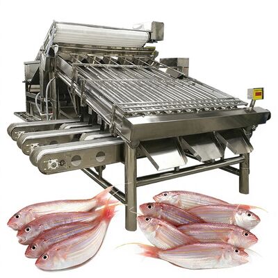İyi bir fiyat. Verimli Balık Sıralama Makinesi Balık Boyutlama Makinesi ve Balık Spesifikasyon Makinesi Balık İşleme için Balık Sıralayıcı 1000kg-1200kg çevrimiçi